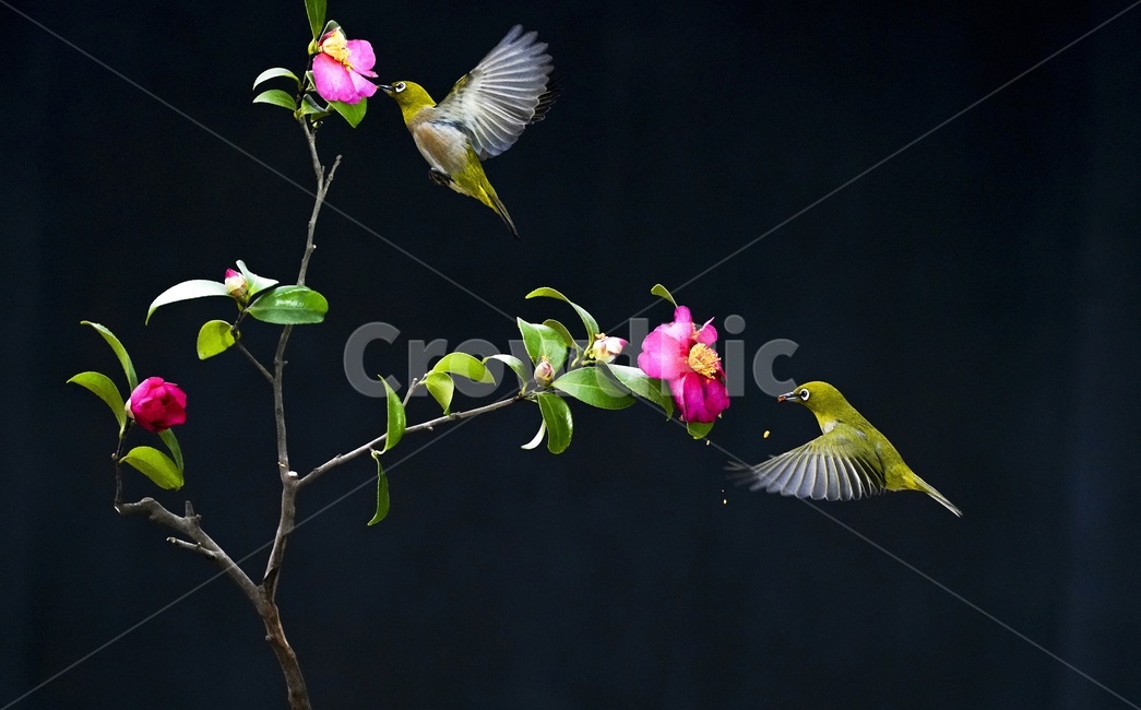 flower and bird painting,camellia flower,bird,copperhead,Birds,animal,flapping wings