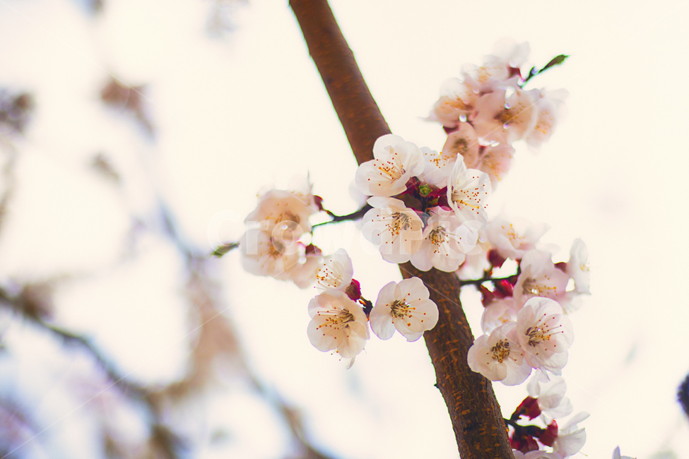 벚꽃,벚꽃축제,꽃사진,봄날,봄,봄,계절,spring,season,식물,자연,plants,nature,꽃,flower,감성,sensible,feeling,plant