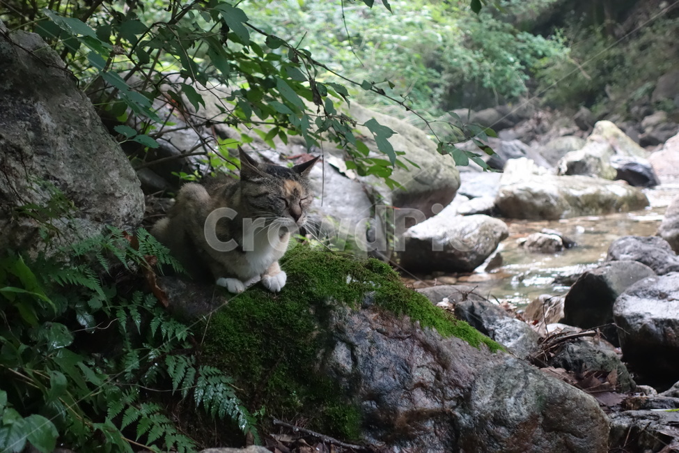계곡,길고양이,야생고양이,들고양이,야생동물,바위,냇가,고양이,휴식,갈담리계곡,갈원계곡,야생,길냥이,여름