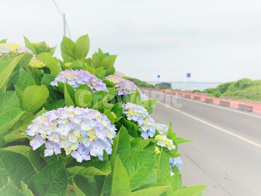 수국,수국길,제주수국길,바닷가수국길,제주,산책,산책로,꽃나들이,여름,해안,해안도로,jeju,flower,plant,식물,nature,자연,파스텔,파스텔톤,바닷가
