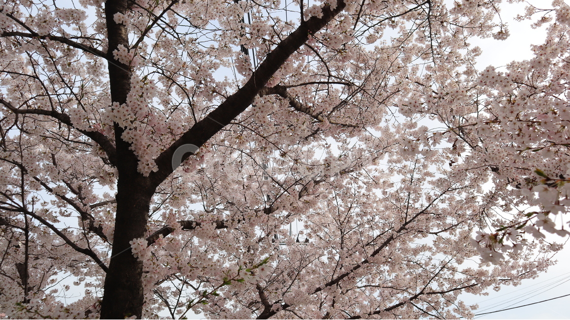 cherryblossoms,벚꽃,spring,나무,봄