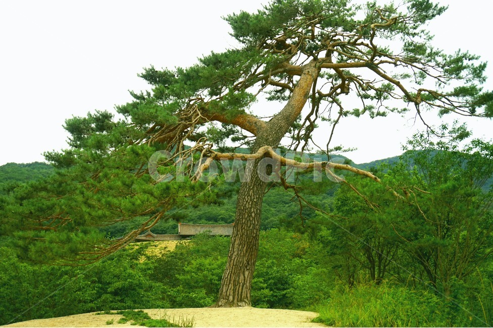소나무,나무,자연,사찰,절,산,푸른,green,temple,findtree,nature,식물,자연,plants,nature,나무,trees,wood