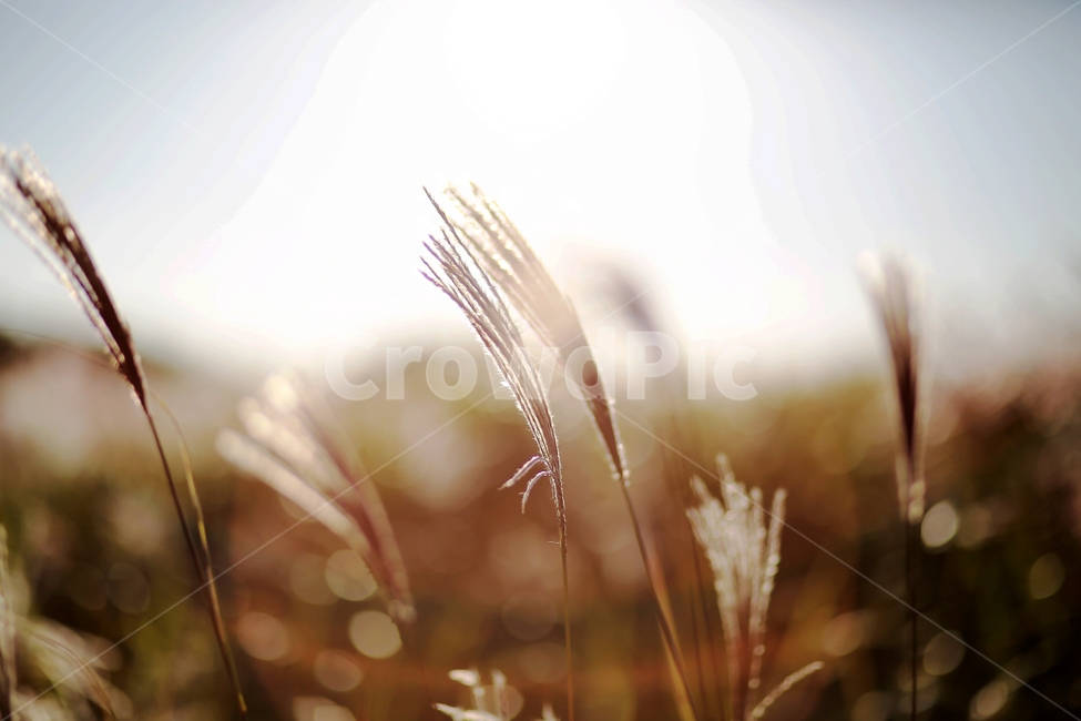 풍경,갈대,자연,노을,해질녘,가을,계절,fall,autumn,season,grass,잔디,plant,식물,lawn
