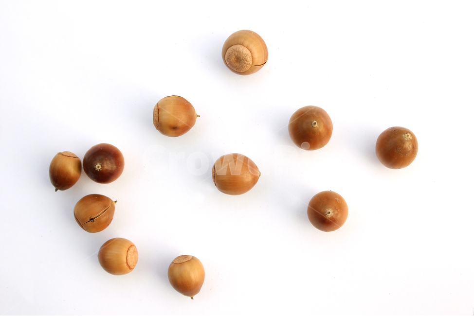 도토리,열매,가을,갈색,브라운,음식,식재료,자연,음식재료,붉은색,autumn,fall,acorn,brown,red,food,nature,흰배경,탑뷰,탑앵글