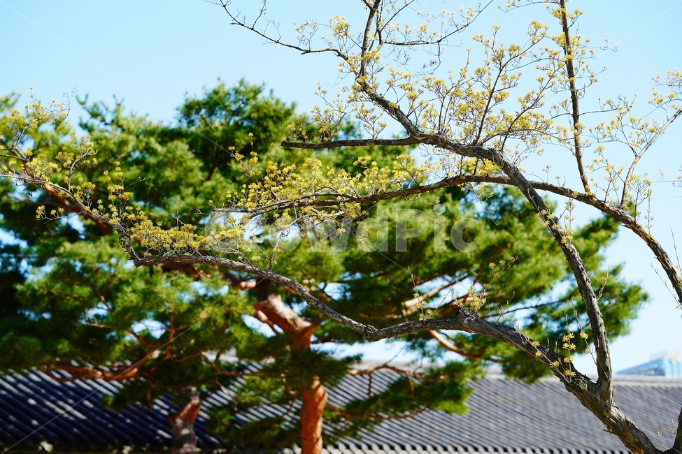 tree,plant,treetrunk,나무,식물,나무줄기,산수유,corni,경복궁