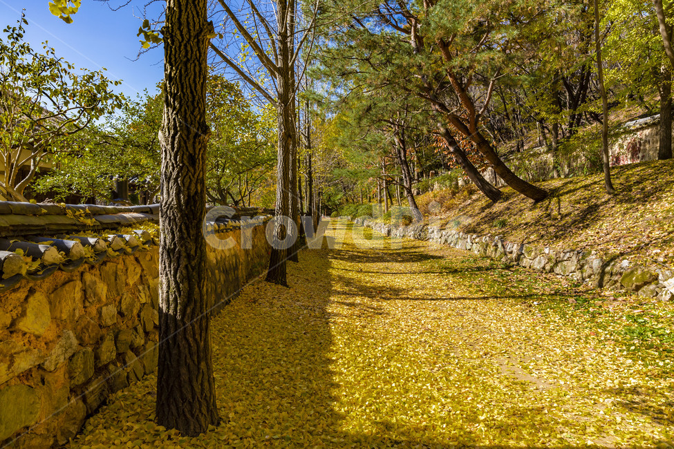 traditional fence,fallen leaves,sight,tile fence,autumn,Supplementary budget,Maple,traditional house