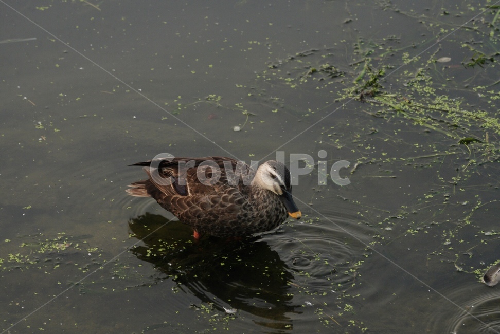 오리,자연,여름,강,동물,duck,summer,nature,river