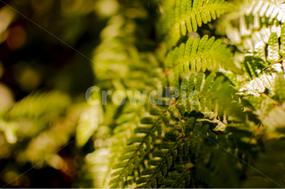 식물,자연,휴식,초록,햇살,고사리,빛,식물,자연,plants,nature