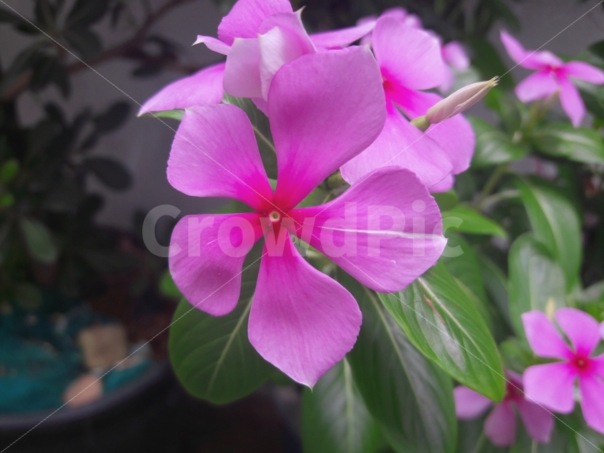 꽃,핑크,자연,색감,감성,식물,자연,plants,nature,꽃,flower