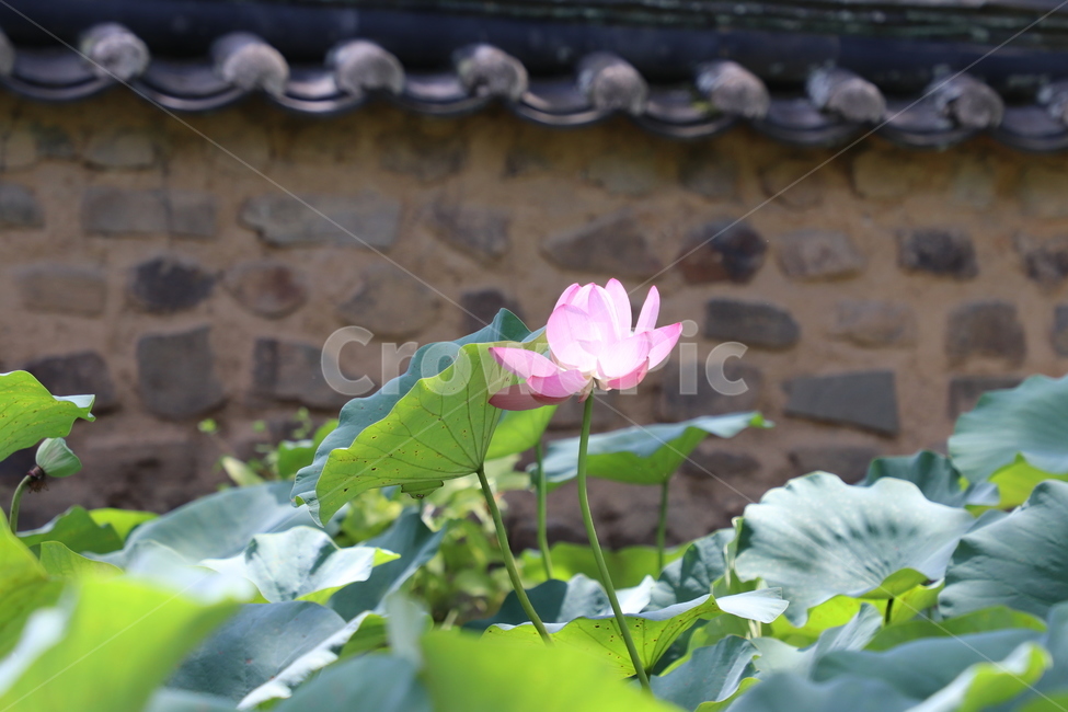 연꽃,자연,꽃,초록,식물,식물,자연,plants,nature,꽃,flower