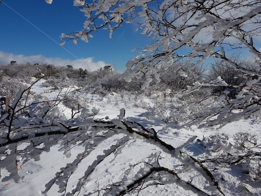 제주도,제주,겨울,자연,한라산,눈꽃,눈,나무,하늘,구름,감성,풍경,겨울,계절,winter,season,자연,풍경,nature,landscape,outdoors,옥외,tree,plant,식물