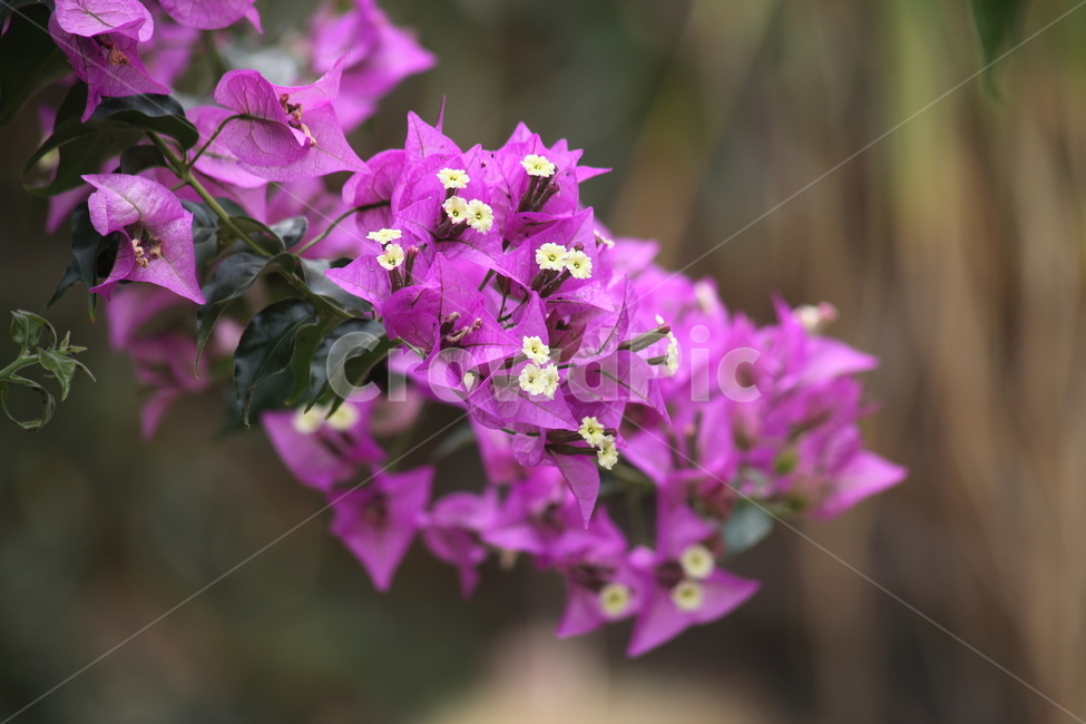 부겐베리아,부겐벨리아,부겐빌리아,bougainvillea,paperflower