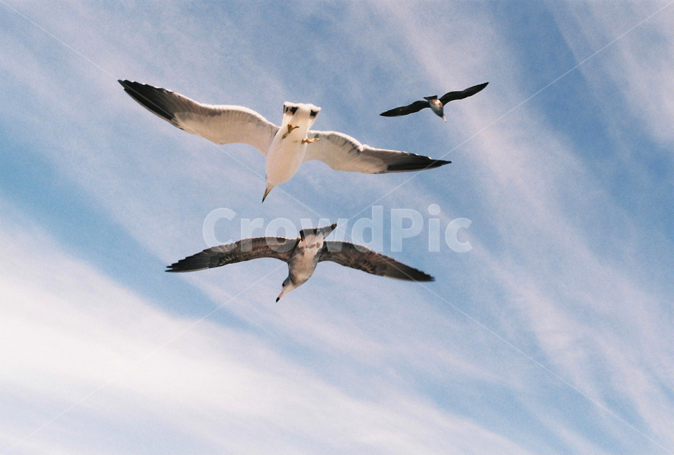 갈매기,3마리,푸른하늘,필름사진,나는,동물,animal,조류,새,birds
