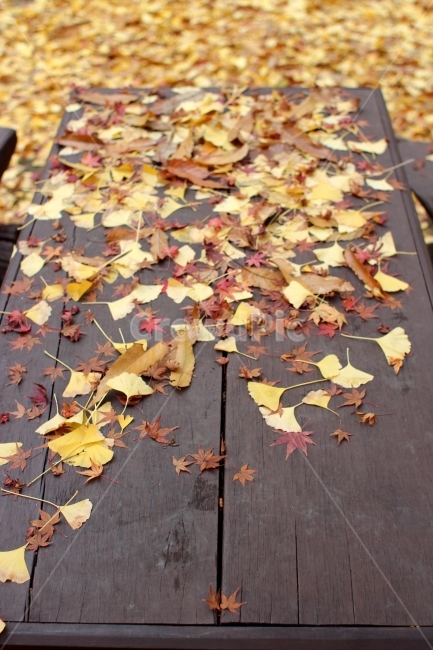 낙엽,단풍,단풍잎,나뭇잎,은행나무,은행잎,테이블,가을,계절,fall,autumn,season,leaf,잎,plant,식물,tree,나무