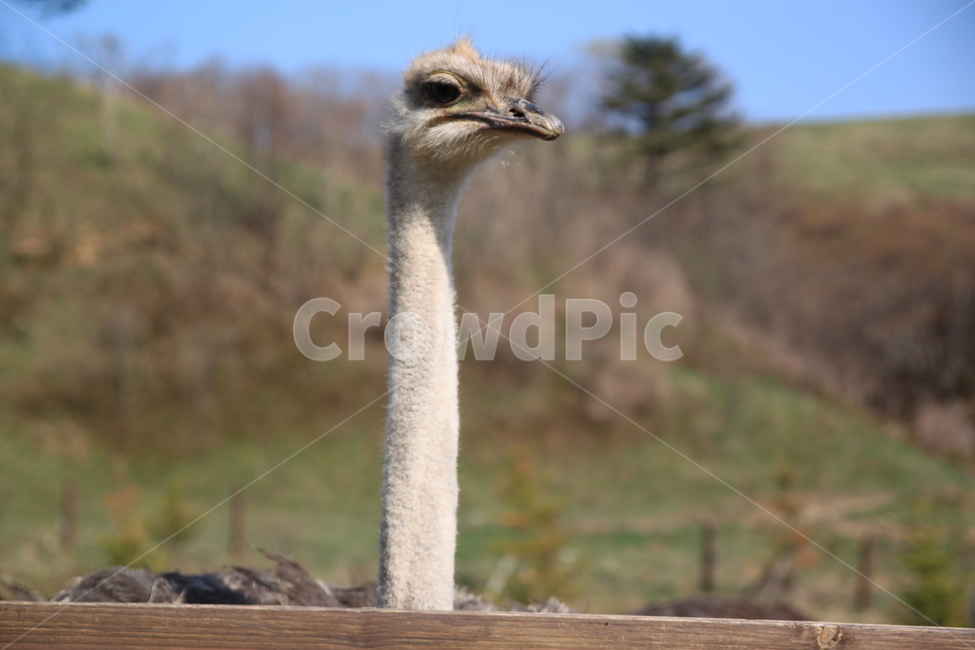 타도,머리,목장,강원도,삼양,확대,동물,animal,조류,새,birds