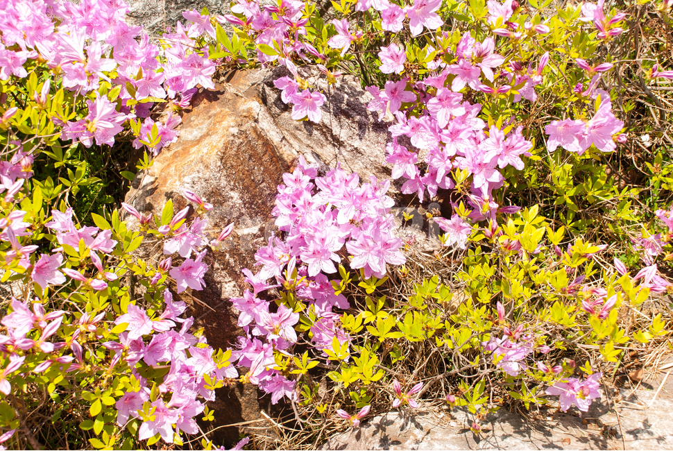 산철쭉,철쭉,봄,꽃,생화,공원,식물,조경,분홍,spring,season,flowe,만개,만발,자연,향기,아름다운,화사한,나뭇가지,봄꽃,돌,봄,계절,spring,season,식물,자연,plants,nature,꽃,flower,plant,blossom,geranium,제라늄,petal,꽃잎