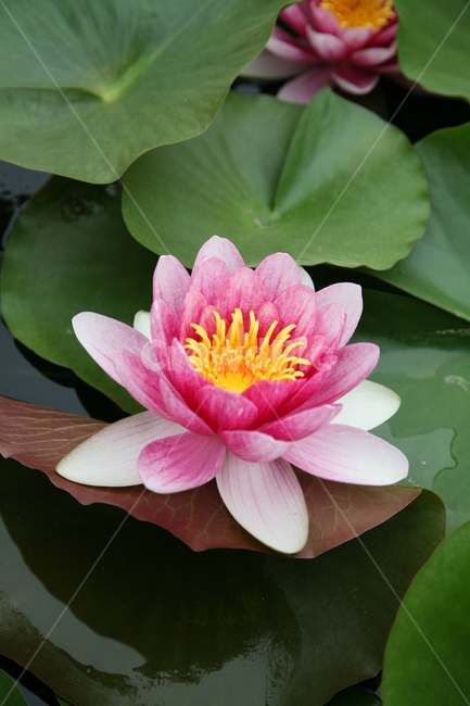 연꽃,꽃,연잎,lotus,nature,plants,식물,자연,불교,plant,수생식물,색채,색감