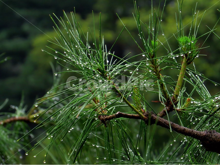 소나무,나무,자연,생태사진,물방울,이슬,식물,자연,plants,nature,비,비오는날,rain,rainy