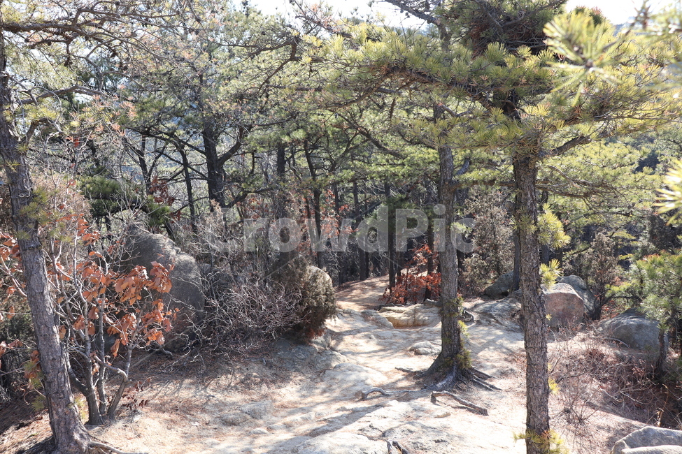 산책,등산,산,나무,등산로,자연,풍경,nature,landscape,tree,plant,식물,tree trunk,나무 줄기