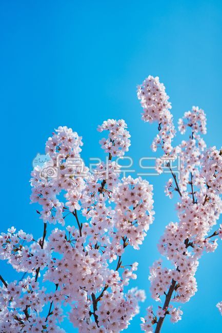 blue sky,pink,Cherry Blossom,nature,tree,spring plants,pink flower,Emotional photo,flower,spring flowers,spring,plant,emotional cherry blossom