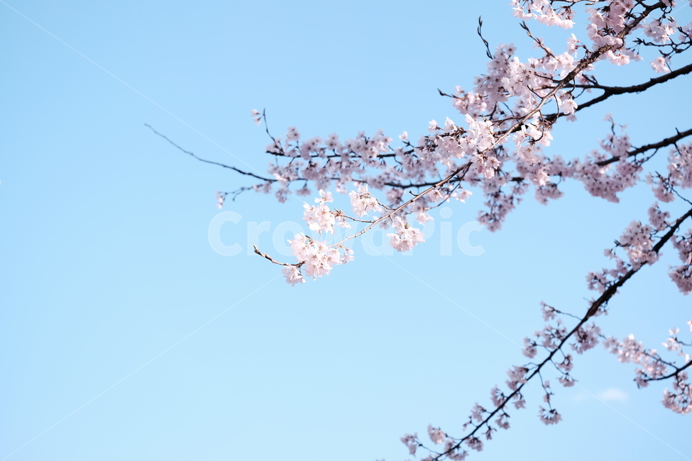 벚꽃,봄꽃,cherryblossom,분홍색꽃,하늘,꽃과하늘,봄하늘,봄,계절,spring,season,식물,자연,plants,nature,꽃,flower,plant,blossom