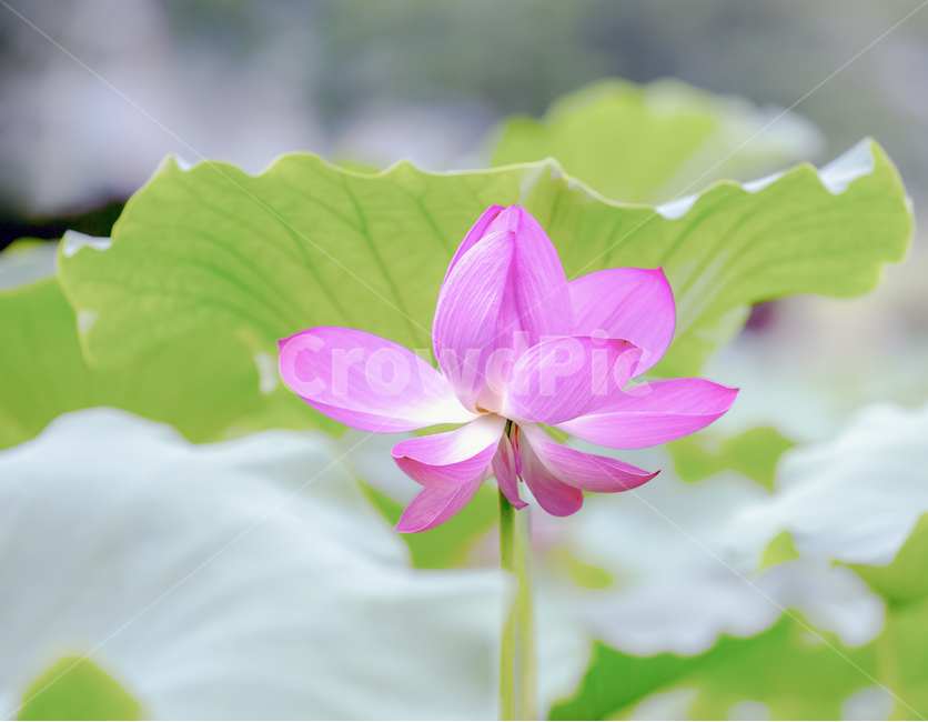 연곷,홍련,꽃,자연,식물,배경,소스,포토,아름다운,감성,힐링,분홍,빨간,풍경,불교,순정,색,색감,color,plants,flower,nature,식물,자연,plants,nature,꽃,flower