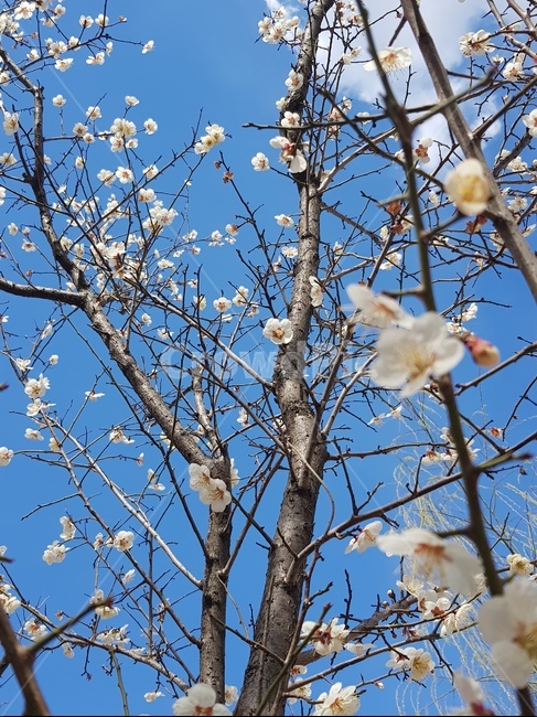 봄,벚꽃,하늘,꽂,나무,식물,자연,plants,nature,꽃,flower