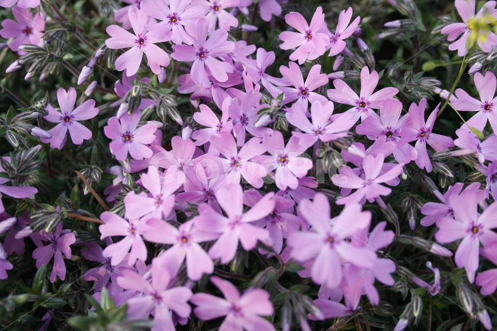 꽃,분홍,분홍꽃,봄,spring,따뜻함,예쁜,flower,봄꽃,향기,식물,자연,plants,nature,꽃,flower