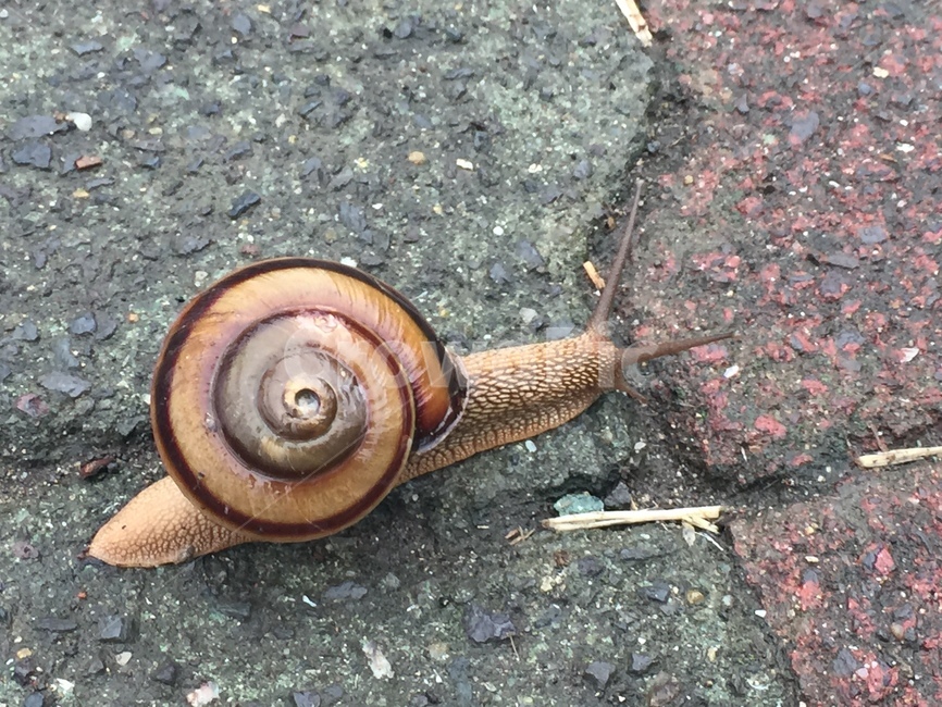 동물,달팽이,길,자연,snail,동물,animal