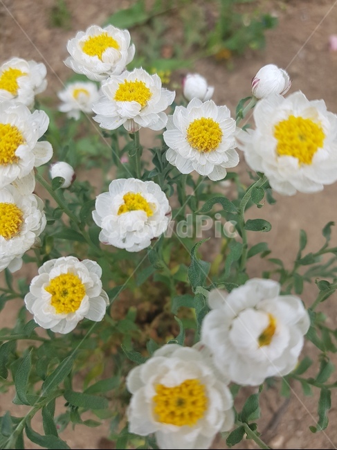 flower,꽃,plant,식물,종이꽃