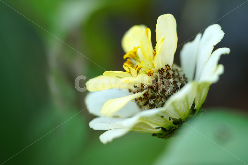 백일홍,꽃,플라워,자연,식물,가을꽃,가을,crapemyrtle,zinnia,flower,nature,plants,autumn,fall,10월,october,식물,자연,plants,nature,꽃,flower