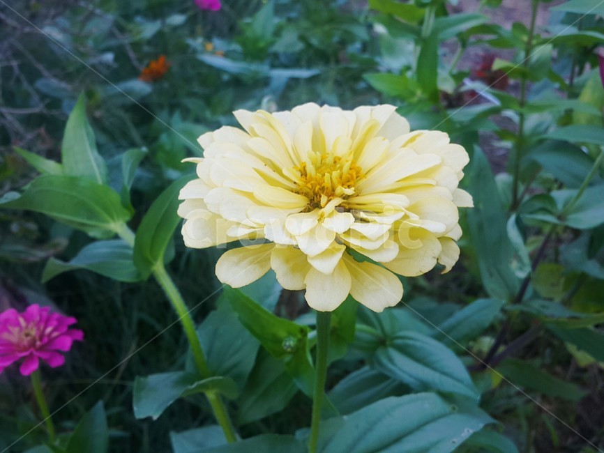 들판에핀꽃,노란색꽃,봄꽃,꽃,flower