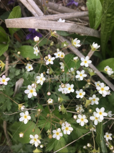 꽃,들꽃,잡초꽃,하얀꽃,작은꽃,봄꽃,봄,계절,spring,season,식물,자연,plants,nature,꽃,flower,plant,blossom