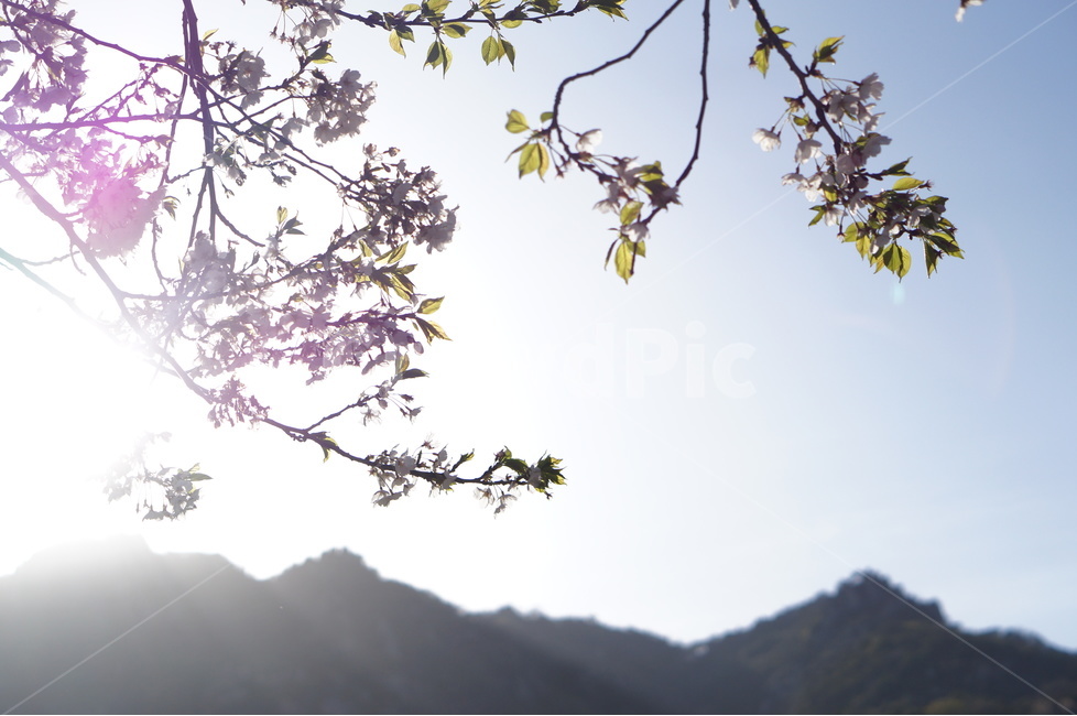 석양,나무,노을,맑음,강렬함,봄,식물,자연,plants,nature,휴식,힐링,rest,relaxation,healing