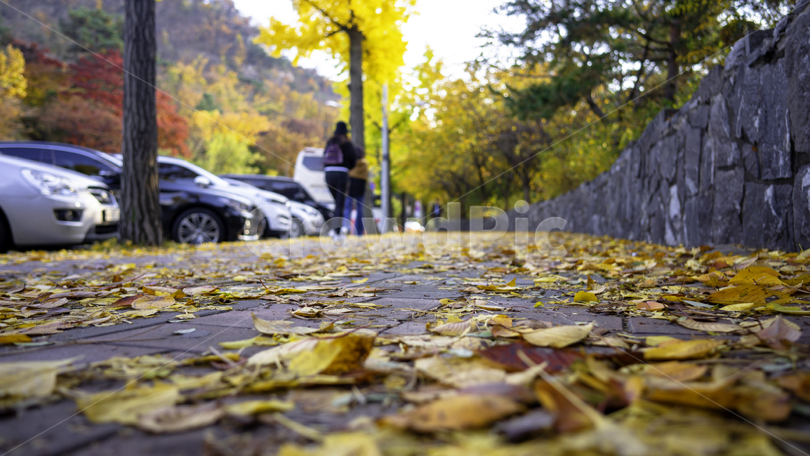 path,통로,human,인간,person,보도,교통,automobile,wheel,바퀴,가을,가을,계절,fall,autumn,season