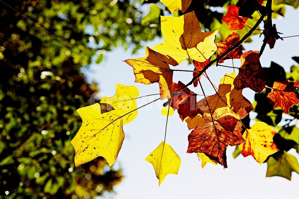 단풍,낙엽,나무잎,잎,식물,자연,계절,색상,색감,색,가을,계절,fall,autumn,season,식물,자연,plants,nature,leaf,plant,tree,나무