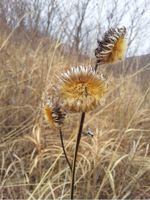 단풍,엽록소,식물,가을,redleaves,가을,계절,fall,autumn,season,식물,자연,plants,nature,plant,grass,잔디