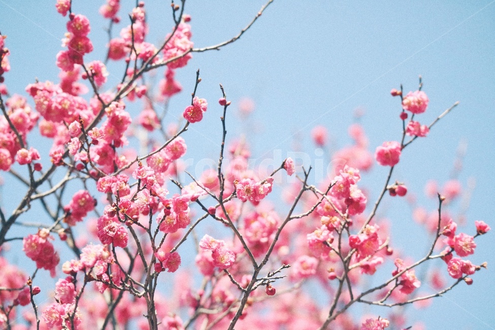 봄,꽃,spring,flower,홍매화,순천,탐매마을,봄,계절,spring,season,식물,자연,plants,nature,꽃,flower,감성,sensible,feeling,색깔,색상,색채,색감,color sense,color sensitivity,feeling of color,plant,blossom