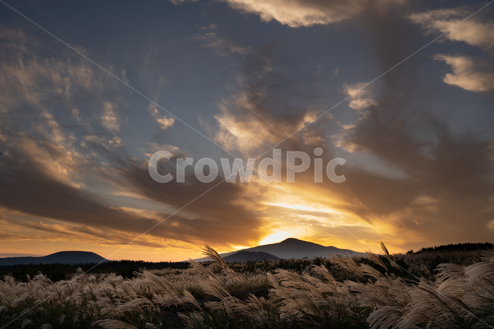 sunset,일몰,일출,sunrise,제주도,갈대,갈대밭,구름,저녁하늘,역광,한라산,오름,들판,자연,풍경,nature,landscape,grass,잔디,plant,식물,outdoors,옥외