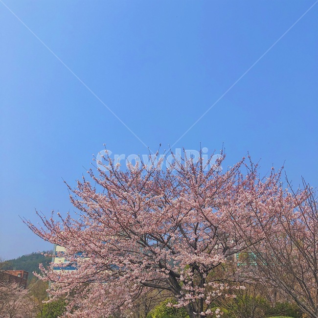 봄,벚꽃,벚나무,하늘,cherryblossom