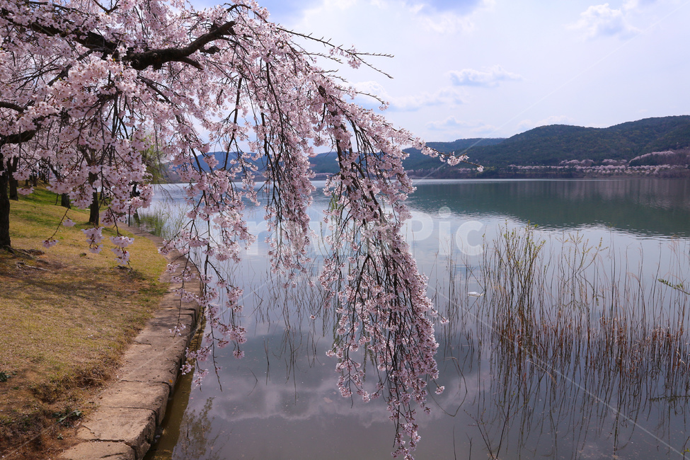경주,보문단지,벚꽃,봄,꽃,보문호,호수,cherryblossom,lake