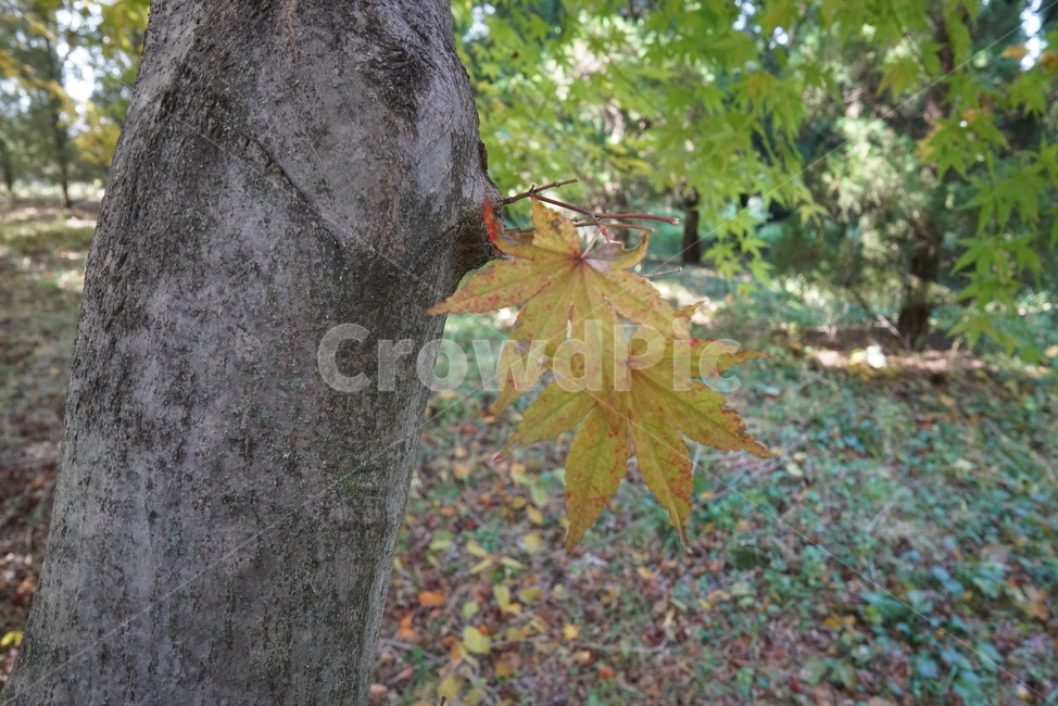 단풍,가을단풍,엽록소,maple,가을,leaf,잎,plant,식물,tree,나무