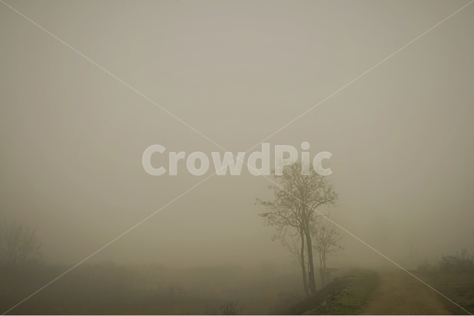 안개,소래,갯골,여명,나무,풍경,자연,풍경,nature,landscape,흑백,모노톤,monochrome,black and white,weather,날씨,outdoors,옥외