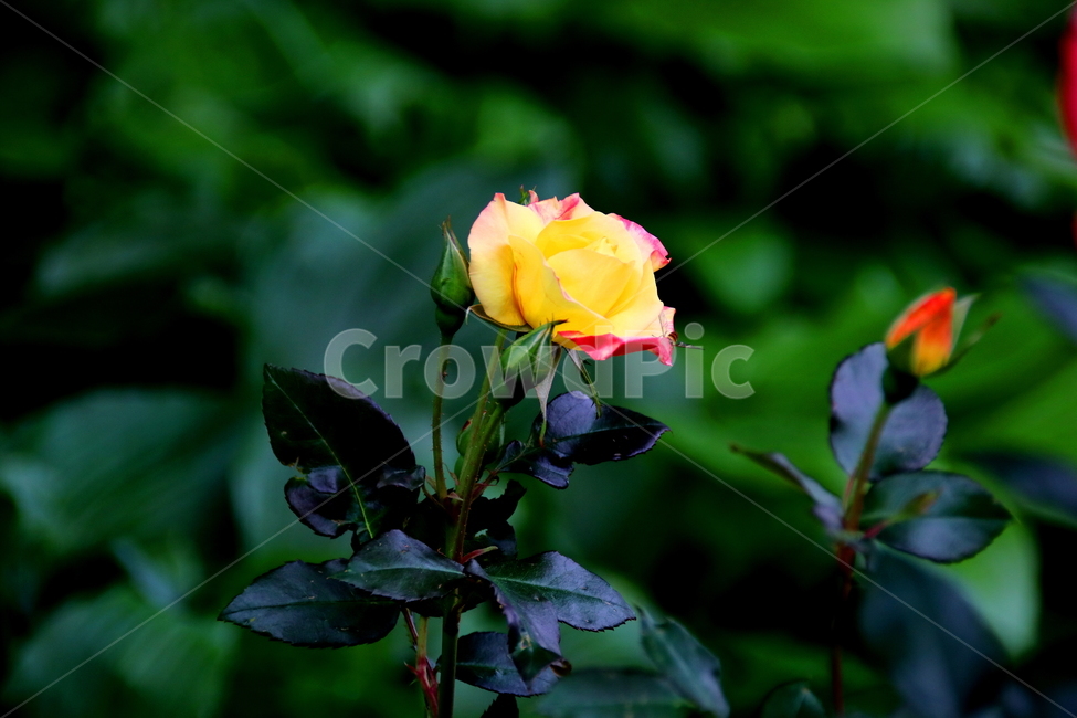 꽃,장미,봄,자연,식물,식물,자연,plants,nature,꽃,flower