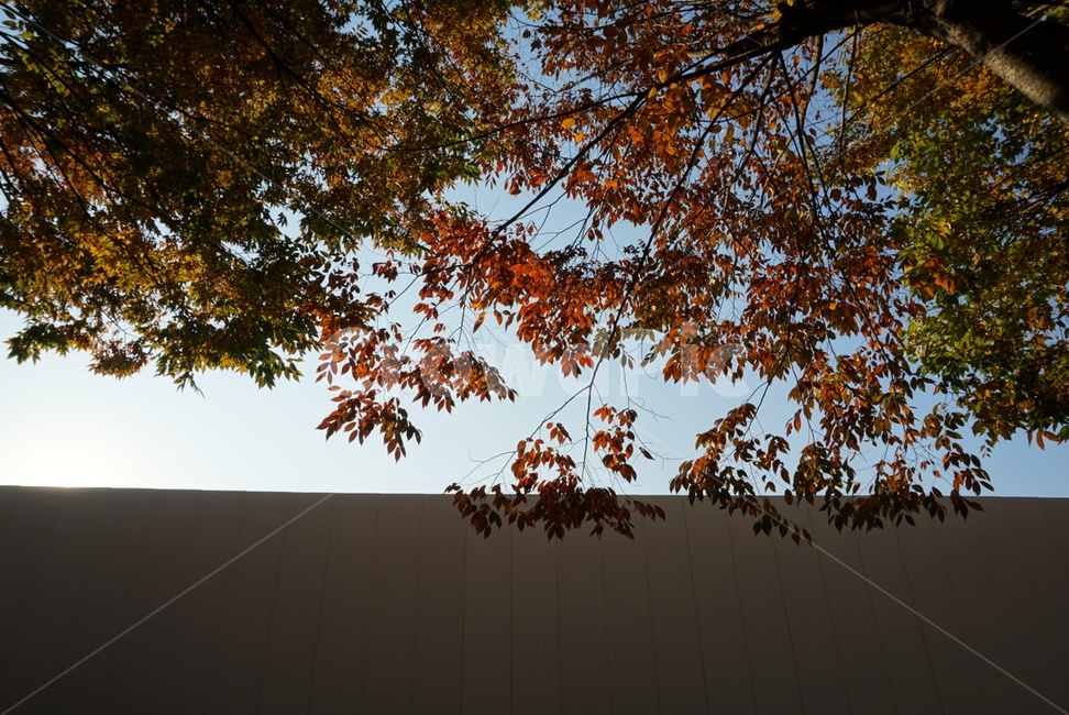 단풍,가을,낙엽,나무,tree,가을,계절,fall,autumn,season,식물,자연,plants,nature,나무,trees,wood,leaf,잎,plant