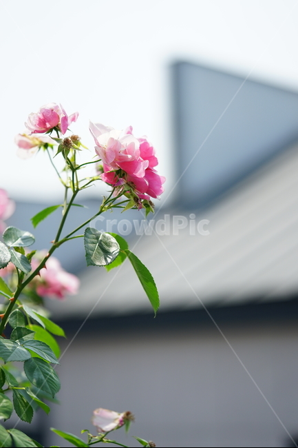 꽃,플라워,분홍,계절,자연,풍경,식물,접사,감성,flower,pink,핑크,색감,컬러,느낌,감성사진,식물,자연,plants,nature,꽃,flower