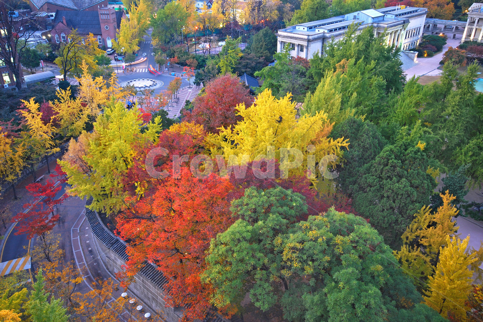 덕수궁돌담길,덕수궁,돌담길,가을,단풍,나무,단풍나무,숲,자연,거리,풍경,가을풍경,컬러,칼라,컬러풀,화려한,아름다운,명소,정동,담,돌담,담장,기와,석조전,하이뷰,탑뷰,하이앵글,탑앵글,서울,한국