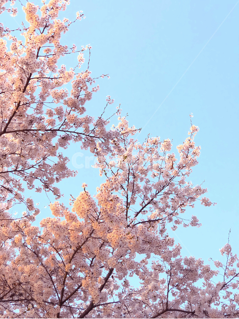 벚꽃,핑크벚꽃,밤벚꽃,cherryblossom,blossom,꽃,flower,봄,계절,spring,season