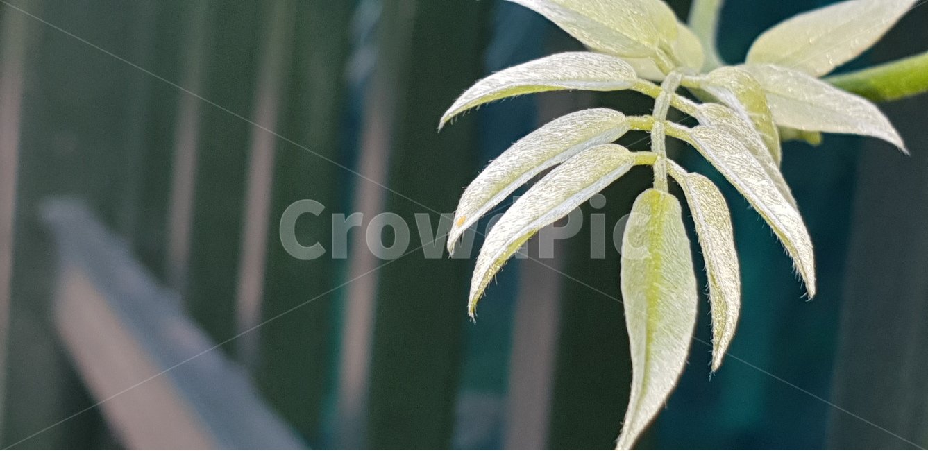 등나무잎,어린잎,green,natural,연두,식물,새순,배경,배경이미지,배경화면,색감,바탕,텍스쳐,질감,패턴,이미지,식물,자연,plants,nature