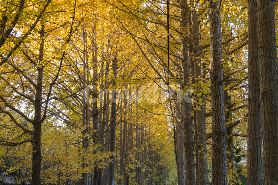 가을,단풍,풍경,산책,등산,산,가을산,은행나무,가을,계절,fall,autumn,season,자연,풍경,nature,landscape,식물,plants,나무,trees,wood,tree,plant,tree trunk,나무 줄기